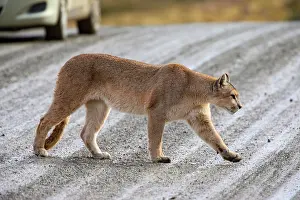Chile Prints: Puma (Puma concolor) crossing a road with a car in background