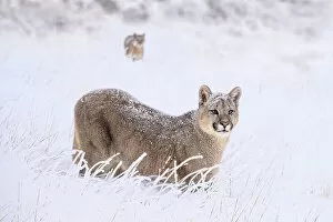 Moving Gallery: Puma (Puma concolor) cub, aged nine months, walking in deep, fresh snow