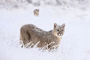 Moving Collection: Puma (Puma concolor) cub, aged nine months, walking in deep, fresh snow
