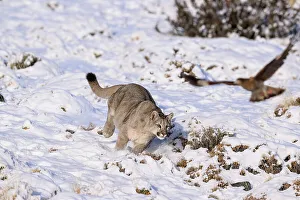 Puma Prints: Puma (Puma concolor) cub, aged nine months
