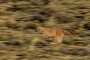 Puma Prints: Puma (Puma concolor) cub running, Torres del Paine National Park, Magallanes, Chile