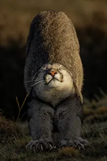 Chile Prints: Puma (Puma concolor) cub stretching at sunset