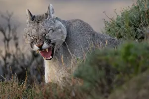Chile Prints: Puma (Puma concolor) cub, yawning, Torres del Paine National Park, Magallanes, Chile