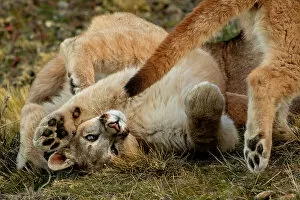 Animal Feet Gallery: Two Puma (Puma concolor) cubs playing, feet pads visible, Torres del Paine National Park