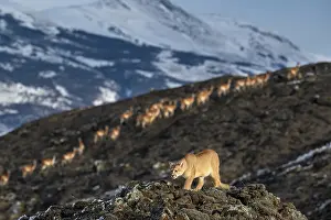 Chile Prints: Puma (Puma concolor) female