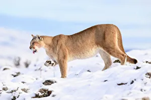 Puma Prints: Puma (Puma concolor) female, cleaning paw of compacted snow