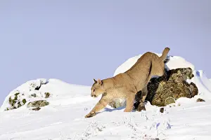 Chile Prints: Puma (Puma concolor) female, climbing down from look out rock in deep snow