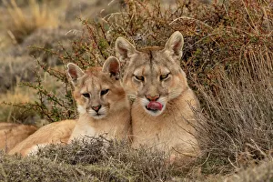 Puma Prints: Puma (Puma concolor) female with cub