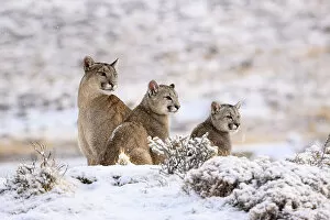 December 2022 Highlights Gallery: Puma (Puma concolor) female with two cubs, aged six months, sitting in fresh snow