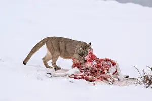 Chile Prints: Puma (Puma concolor) female, feeding on Guanaco (Lama guanicoe) prey in deep snow