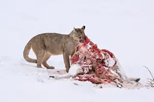 Chile Prints: Puma (Puma concolor) female, feeding on Guanaco (Lama guanicoe) prey in deep snow