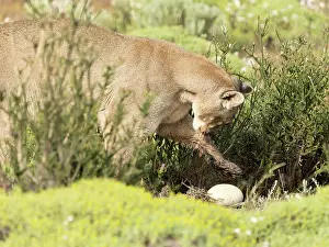 Chile Prints: Puma (Puma concolor), female, feeding on Rhea eggs