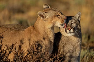 Puma (Puma concolor) female, grooming her cub, Torres del Paine National Park, Magallanes, Chile