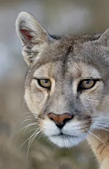 Chile Prints: Puma (Puma concolor) female, head portrait, Patagonia, Chile