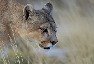 Chile Prints: Puma (Puma concolor) female, just woken from a nap