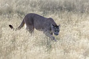 Chile Prints: Puma (Puma concolor) female, making her way through dry grass to the open shoreline of Lake Sarmiento