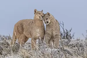 Chile Prints: Puma (Puma concolor) female nuzzling cub