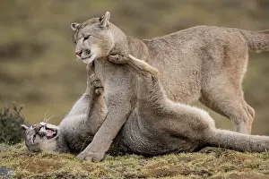 Chile Prints: Puma (Puma concolor) female, playing with her cub