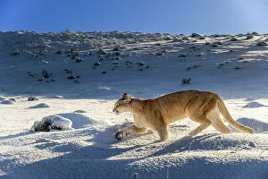 Moving Gallery: Puma (Puma concolor) female, running in deep fresh, snow, Torres del Paine National Park