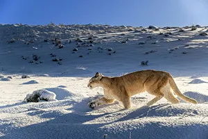 Moving Collection: Puma (Puma concolor) female, running in deep fresh, snow, Torres del Paine National Park
