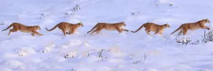 Composite Images Prints: Puma (Puma concolor) female, running sequence in deep snow