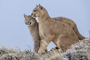 Chile Prints: Puma (Puma concolor) female sitting next to cub aged 6-7 months
