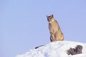 Chile Prints: Puma (Puma concolor) female, sitting on look out rock in deep snow