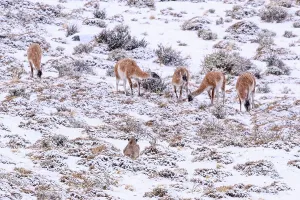 Puma Prints: Puma (Puma concolor) female, stalking Guanaco (Lama guanicoe) herd in snow