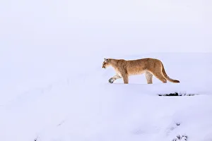 Chile Prints: Puma (Puma concolor) female, walking in deep snow