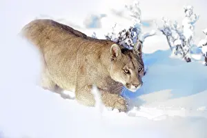 Chile Prints: Puma (Puma concolor) female, walking through deep snow