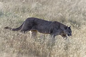 Chile Prints: Puma (Puma concolor) female, walking through dry grass in the late afternoon