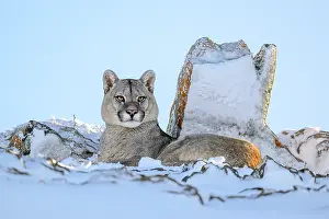 Chile Prints: Puma (Puma concolor) juvenile male