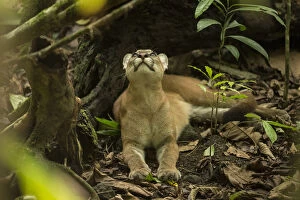 Puma (Puma concolor) looking upwards, Corcovado National Park, Costa Rica, May