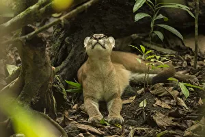 Images Dated 10th May 2016: Puma (Puma concolor) looking upwards, Corcovado National Park, Costa Rica, May