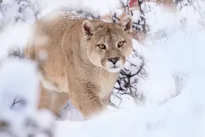 Chile Prints: Puma (Puma concolor) male, walking through snow covered bushes