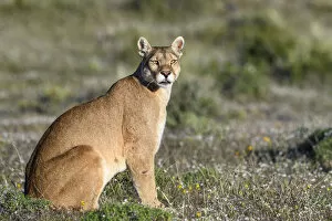 Puma (Puma concolor puma), female sitting in grassland. Estancia Amarga, near Torres