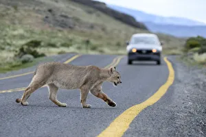 Puma Prints: Puma (Puma concolor puma), young male crossing road in front of car. Estancia Amarga
