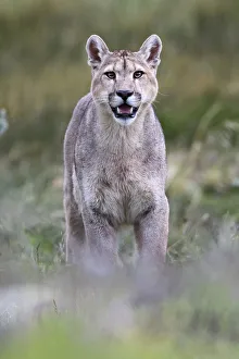 Puma Prints: Puma (Puma concolor puma) young male standing with mouth open