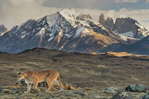 Images Dated 10th November 2022: Puma (Puma concolor) walking with the Torres del Paine mountains in background