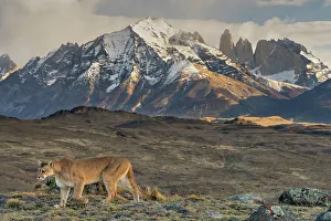 Christmas Prints: Puma (Puma concolor) walking with the Torres del Paine mountains in background