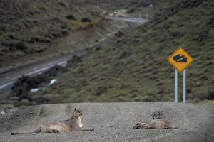 Chile Prints: Pumas (Puma concolor) resting in the middle of a road, Torres del Paine, Patagonia, Chile