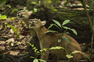 Images Dated 10th May 2016: Pumas (Puma concolor) stalking a troop of howler monkeys, Corcovado National Park, Costa Rica, May