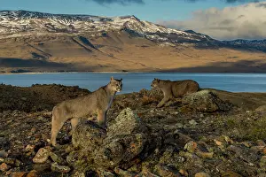 Chile Prints: Two Pumas (Puma concolor) standing in rocky landscape with lake and mountains behind