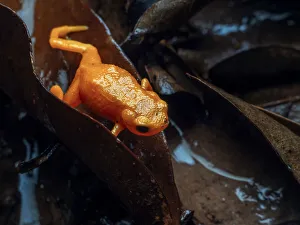 Pumpkin toadlet (Brachycephalus sp.) crawling through leaf litter Pumpkin toadlet (Brachycephalus sp.) crawling through leaf litter
