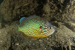 Invasive Prints: Pumpkinseed (Lepomis gibbosus) male, portrait, Lake Lugano, Ticino, Switzerland