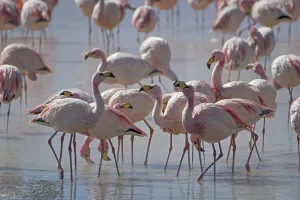 Puna / James flamingo (Phoenicoparrus jamesi) flock on Laguna Colorado, Reserva Eduardo Avaroa