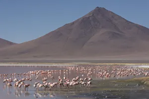 Phoenicoparrus Prints: Puna / James flamingo (Phoenicoparrus jamesi) flock on Laguna Colorado