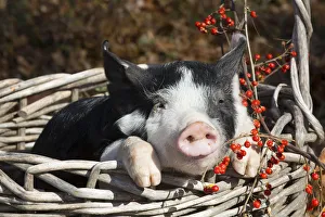 Purebred Berkshire piglet in autumn, Smithfield, Rhode Island, USA