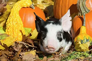 Purebred Berkshire piglet in autumn, Smithfield, Rhode Island, USA