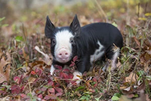 Livestock Collection: Purebred Berkshire piglet amongst autumn foliage, Smithfield, Rhode Island, USA